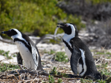 Afričtí tučňáci, Kapské město (2) (Jihoafrická republika, Dreamstime)