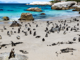 Afričtí tučňáci, Kapské město (Jihoafrická republika, Dreamstime)