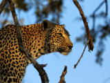Leopard, NP Kruger (Jihoafrická republika, Dreamstime)
