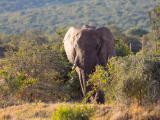 Slon v NP Addo, Port Elizabeth (Jihoafrická republika, Dreamstime)