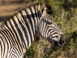 Zebra, NP Addo, Port Elizabeth (Jihoafrická republika, Dreamstime)