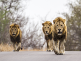 lvi v NP Kruger (Jihoafrická republika, Dreamstime)