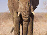 slon, NP Kruger (Jihoafrická republika, Dreamstime)