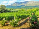 vinice, Stellenbosch (Jihoafrická republika, Dreamstime)