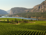 vinice v údolí Okanagan, Britská Kolumbie (Kanada, Dreamstime)
