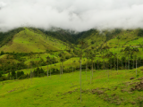 kávový region (Kolumbie, Dreamstime)