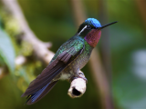 Kolibřík (Kostarika, Dreamstime)