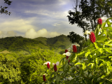 příroda Kostariky (2) (Kostarika, Dreamstime)