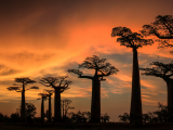 Baobaby (Madagaskar, Dreamstime)