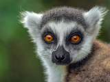 Lemur kata (Madagaskar, Dreamstime)