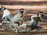 Sifaka malý (Madagaskar, Dreamstime)