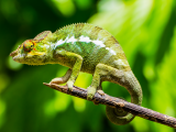 endemický chameleon (Madagaskar, Dreamstime)