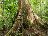 NP Taman Negara (Malajsie, Dreamstime)