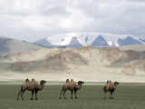 Dvouhrbí velbloudi (Mongolsko, Shutterstock)