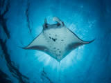 Manta, Komodo (Indonésie, Bc. Michaela Šmídová)