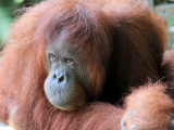 Orangutan, Borneo (Indonésie, Dreamstime)