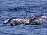 Delfíni skákaví, Omán (Omán, Dreamstime)