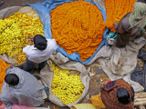 Kalkatští prodavači květinových girland (Indie, Shutterstock)