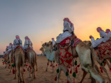 Arabští velbloudi (Saúdská Arábie, Dreamstime)