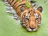 Bengálský tygr (Bangladéš, Shutterstock)