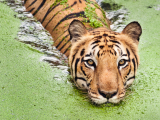 Bengálský tygr (Bangladéš,  Shutterstock)