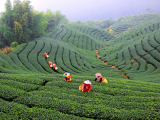 čajové plantáže (Tchaj-wan, Shutterstock)