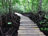 Stezka mezi mangrovníky (Zanzibar, Shutterstock)