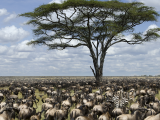 NP Serengeti (Tanzanie, Shutterstock)