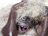 Orangutan, Sumatra (Indonésie, Shutterstock)