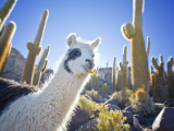Lama (Bolívie, Shutterstock)