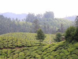 čajové plantáže (Srí Lanka, Michal Čepek)