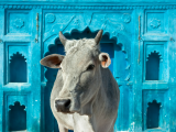 Posvátná kráva, Orchha, Madhya Pradesh (Indie, Shutterstock)