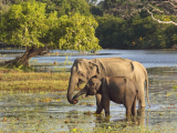 slonice s potomkem, NP Yala (Srí Lanka, Shutterstock)