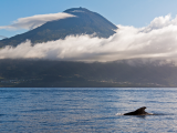 Ponta do Pico,  ostrov Pico, Azory (Portugalsko, Shutterstock)