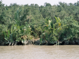 NP Sunderbans (Bangladéš,  Jaromír Červenka)