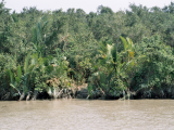 NP Sunderbans (Bangladéš, Jaromír Červenka)