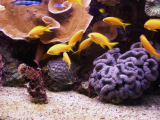 Eilat - podmořský život (Izrael,  Ing. Katka Maruškinová)
