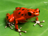 Červená žabička, ostrov Bastimentos (Panama, Shutterstock)