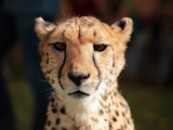 Gepard štíhlý (Jihoafrická republika, Pavlína Fulnečková)