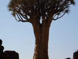 Aloe rozsochatá (Namibie, Libor Schwarz)