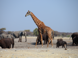 NP Etosha (Namibie, Libor Schwarz)