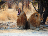 Samci lva (Namibie, Libor Schwarz)