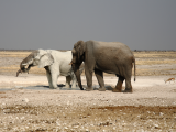 Slon africký (Namibie, Libor Schwarz)