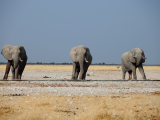Slon africký (Namibie, Libor Schwarz)