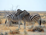 Zebra stepní (Namibie, Libor Schwarz)