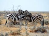 Zebra stepní (Namibie,  Libor Schwarz)