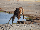 Žirafa (Namibie, Libor Schwarz)