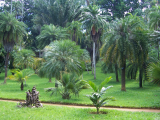 Botanická zahrada (Srí Lanka, Zdeněk Sedlák)