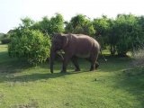 Divoký slon (Srí Lanka, Zdeněk Sedlák)