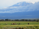Sloni pod Kilimandžárem (Keňa, Libuše Jahodová)